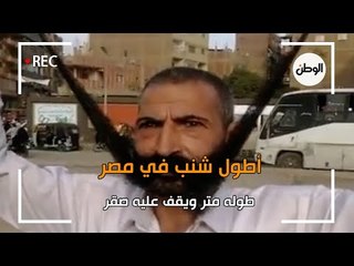 أطول شنب في مصر.. طوله متر ويقف عليه صقر