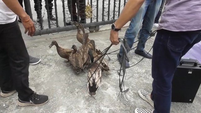 Unjuk Rasa Terkait Dugaan Korupsi Bupati Langkat, Warga Bawa Poster dan Bebek