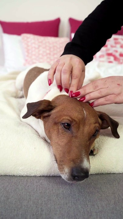 women petting dog on bed - cute dog 4k video - #tiktok #viral