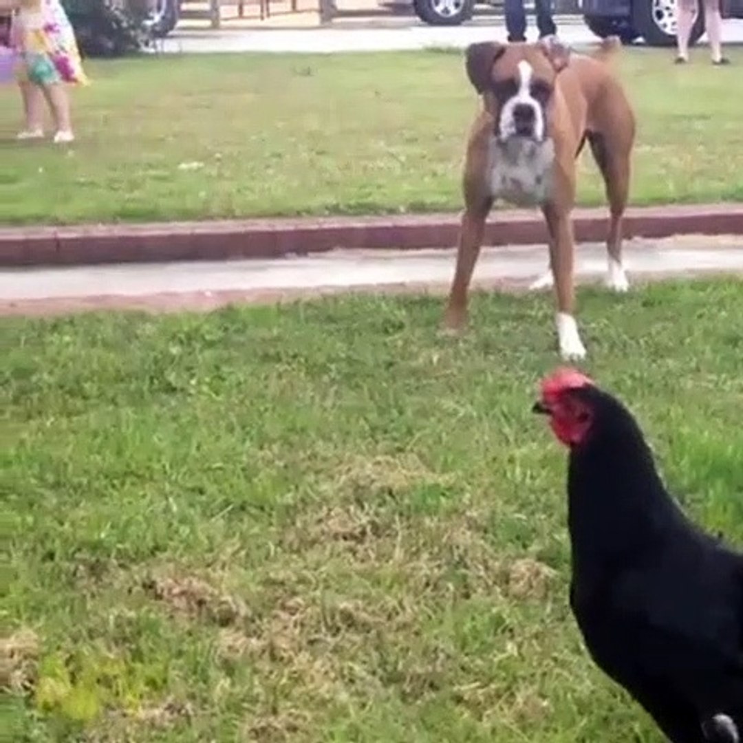 ⁣BIRDS ATTACK ON DOG -pets world