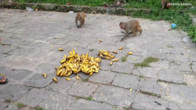 feeding 2 thousand piece banana for whole hungry monkey in city area | feeding banana mango & apple