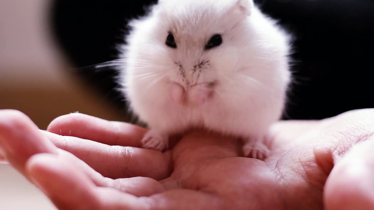 Konuşan Komik Hayvan Videosu 4