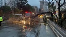 Kadıköy'de kuvvetli rüzgar nedeniyle ağaç devrildi
