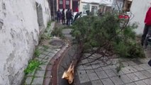 TEKİRDAĞ'DA FIRTINANIN DEVİRDİĞİ AĞAÇ, ARAÇLARA ZARAR VERDİ