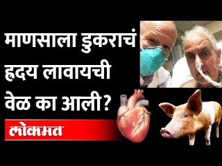 माणसाला डुकराचं ह्रदय फीट बसलं, पण डुक्कराचं ह्रदय लावायची वेळ का आली? Pig Heart Transplant To Human
