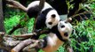 Japonya’nın gözdesi ikiz pandaları ilk kez görüntülendi
