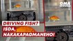 Driving fish?! Isda, nakakapagmaneho! | GMA News Feed