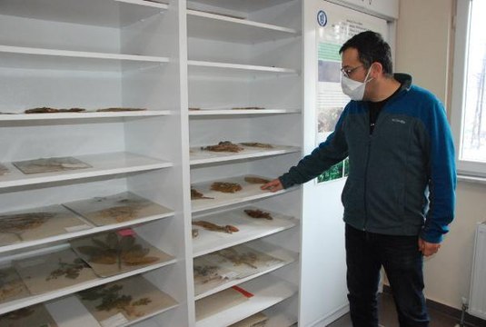 YEDİGÖLLER MİLLİ PARKI'NDA YENİ BİTKİ TÜRÜ KEŞFEDİLDİ