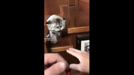 Sinirli kedinin videosu gülümsetti