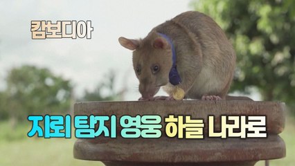 [#세상만사] 캄보디아 지뢰 탐지계의 영웅 쥐, 하늘 나라로 / YTN
