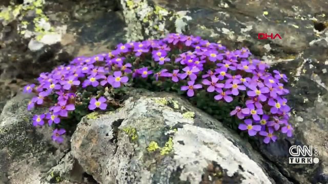 Yedigöller Milli Parkı’nda yeni bitki türü keşfedildi