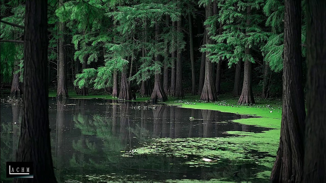 Sonidos - Ambientes - Sin derechos de autor Libres (Sounds - Ambiences - No Copyright Free) (2)