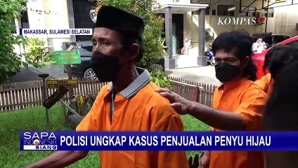 Polisi Ungkap Perdagangan Hewan Dilindungi, Pelaku Kerap Jual Penyu Hijau ke Rumah Makan!