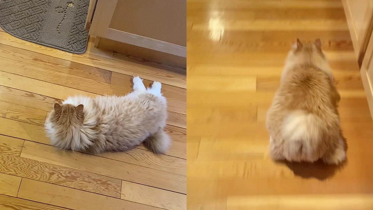 'Persistent two-pawed cat hops around the house like a cute bunny '