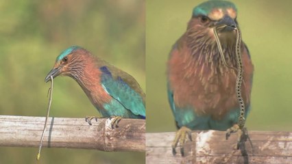 'Wildlife photographer snaps FEROCIOUS Indian Roller with a baby snake in its mouth'