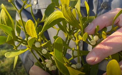 Roland Motte, jardinier : le gui, un parasite chargé de symboles