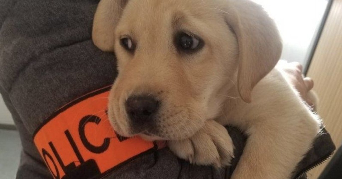 Marseille : un chiot volé sur une terrasse a été retrouvé en bonne santé par la police nationale