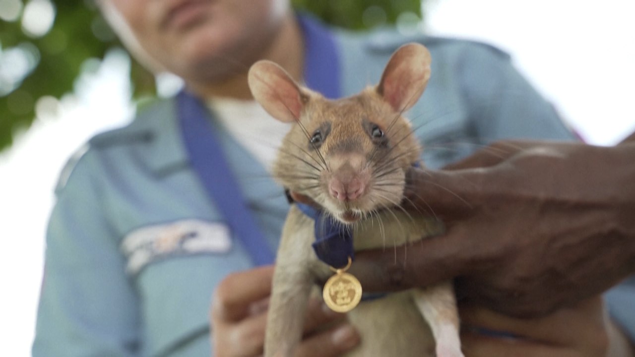 Heldenhafte Minensucher-Ratte Magawa gestorben