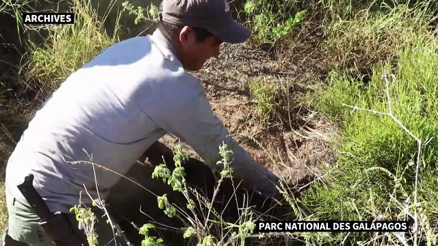 Equateur: un volcan en éruption dans le sanctuaire de biodiversité des Galapagos