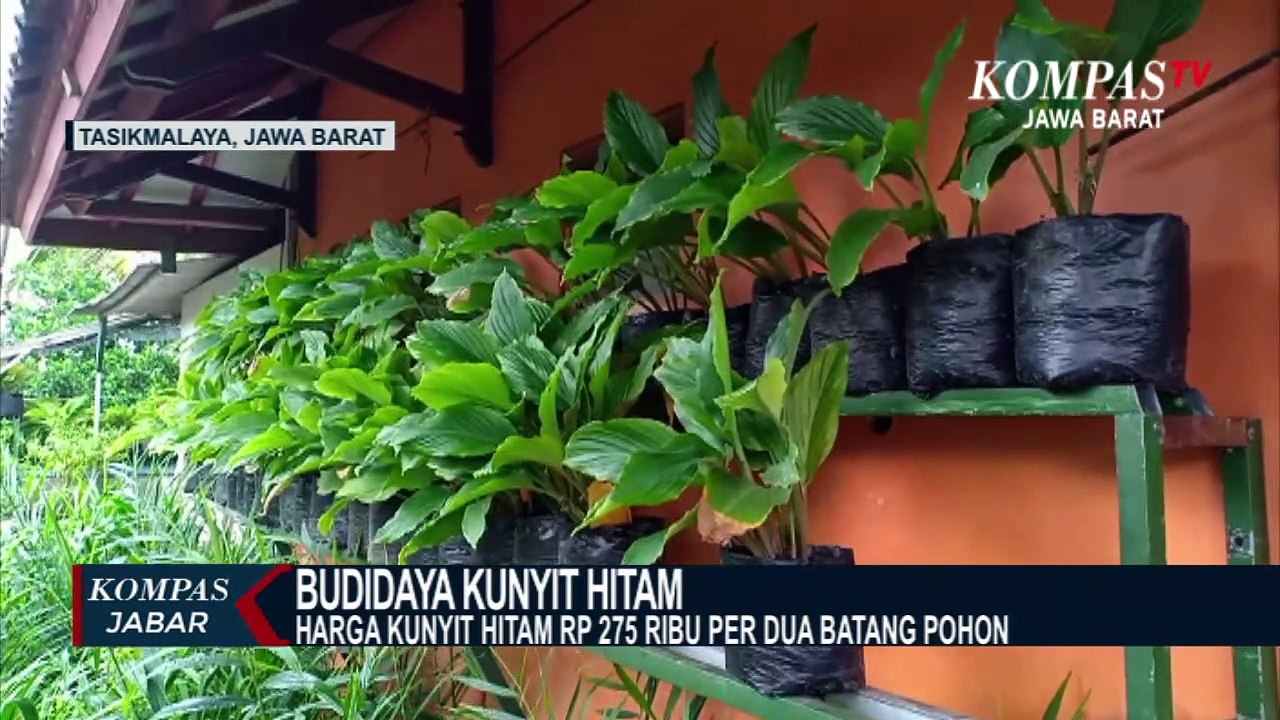Selain Langka Kunyit Hitam, Bernilai Tinggi
