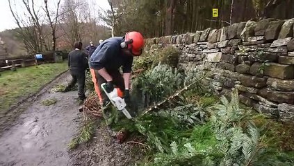 Christmas Tree Recycling At Ogden Reservoir