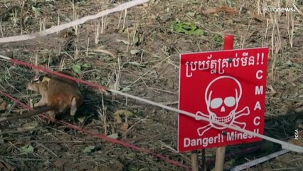 Kamboçya'nın kahraman mayın avcısı fare Magawa öldü