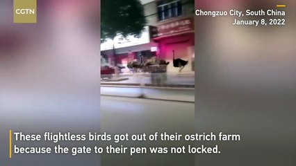 أكثر من 80 نعامة تركض بهستيرية في شوارع الصين بعد هروبها من مزرعة