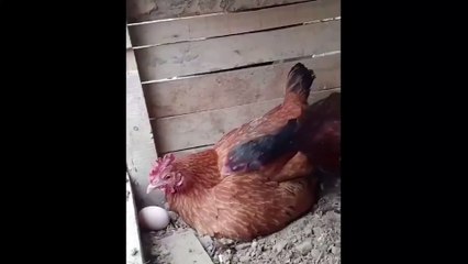 Kuluçkaya özensiz yatınca başka bir tavuktan uyarı aldı
