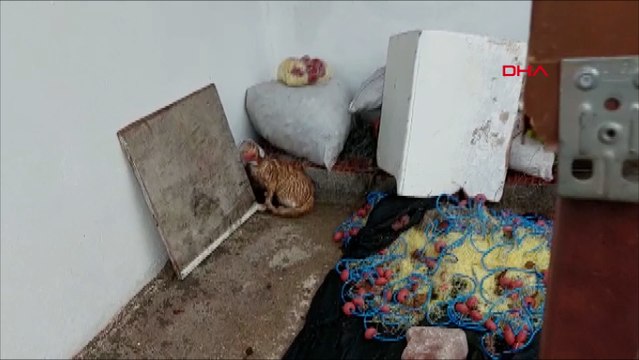 Kafası cam kavanoza sıkışan kedi kurtarıldı