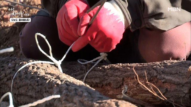 ★슬기로운 자연인 생활★ 자연인의 특별한 나무 운반법?