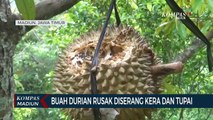 Buah Durian Rusak Diserang Kera Dan Tupai