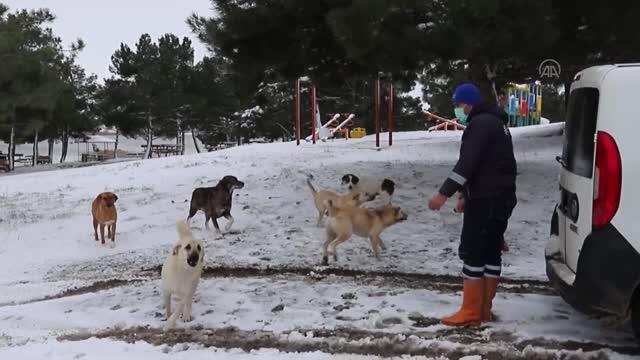 Karda yiyecek bulmakta zorlanan sokak hayvanları unutulmadı