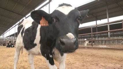 Los ganaderos defienden la calidad de la carne