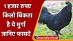 Raipur: हजार रुपये किलो बिकता है ये मुर्गा, फायदे जानकर रह जायेंगे दंग | Kadaknath | वनइंडिया हिंदी