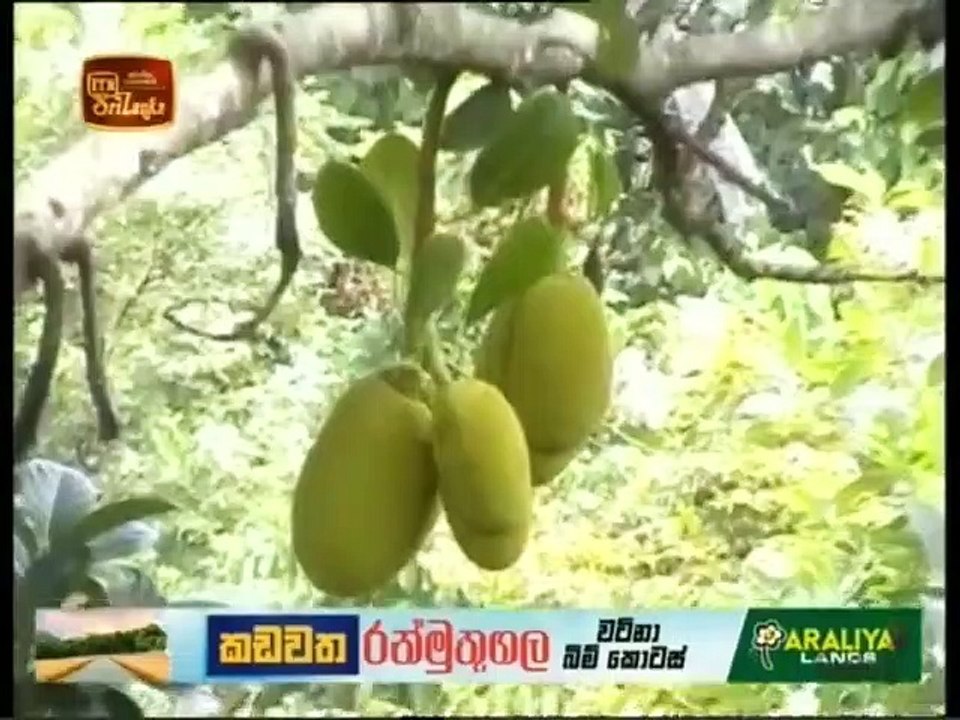 Atapattama 12-01-2022