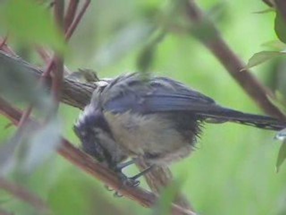 Mésange clip graine de tournesol