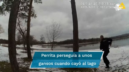 Captan en video a policía al rescatar a una perrita tras caer en un lago congelad