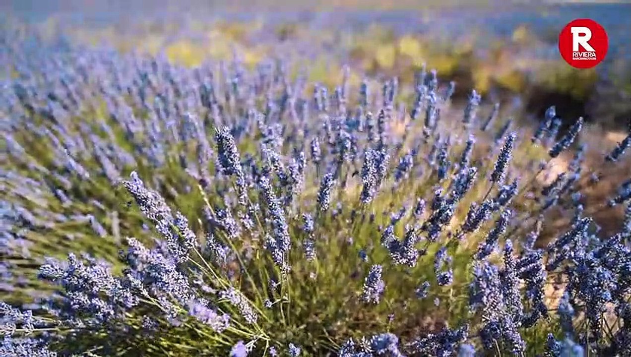 Lavender Fields in Valensole, French Provence