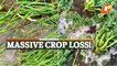 WATCH | Hailstorm & Rainfall Damage Crops In Odisha