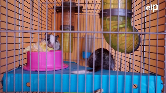 Las mascotas son ya miembros de la familia por ley