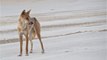 Top 10 des animaux à voir en Australie