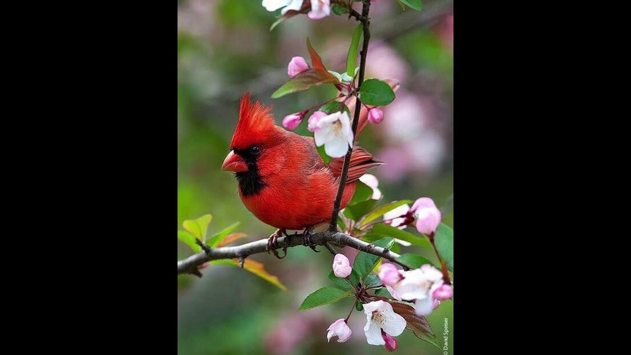 Like Sweet Magnolia Blossoms Dr. Robert Ownby