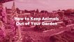 How to Keep Animals Out of Your Garden