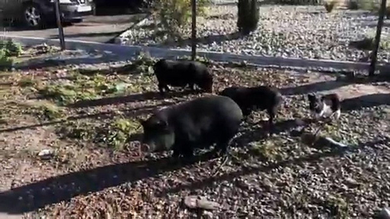 Des cochons errants prolifèrent à Marignane