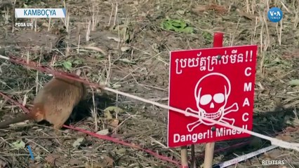 "Kahraman Fare Magawa" Öldü