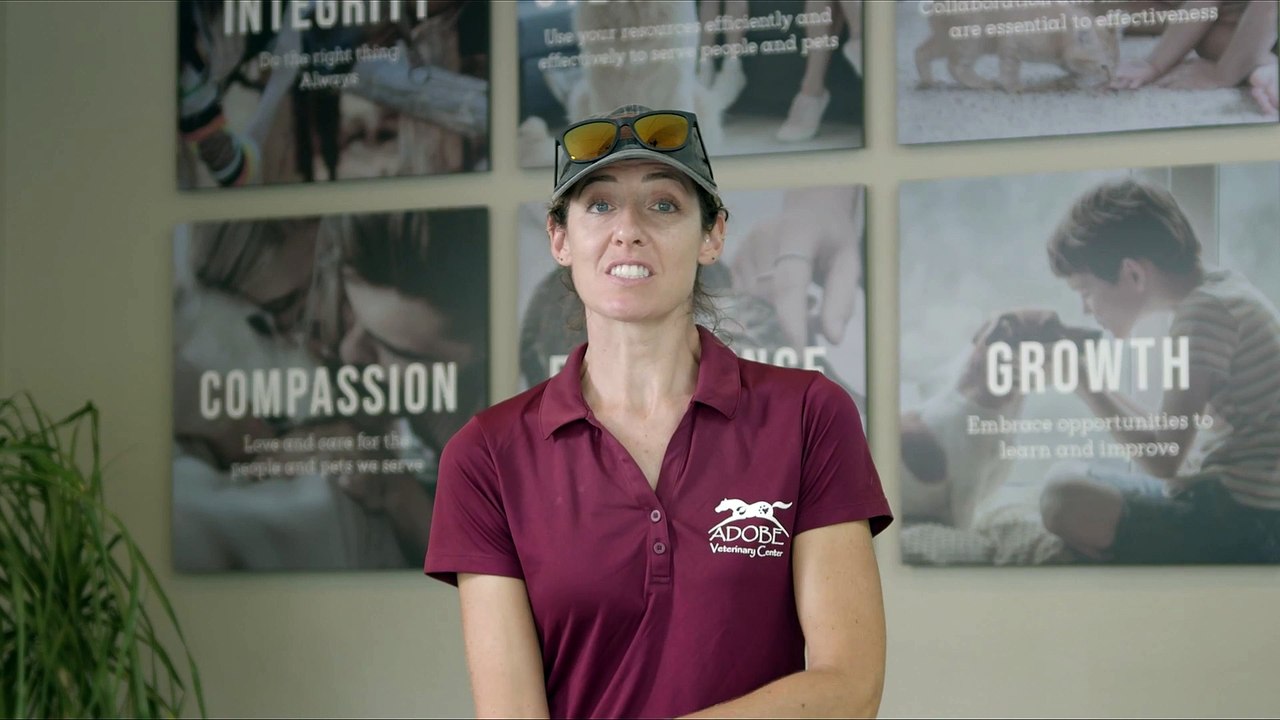 Equine Care in Tucson, AZ | Adobe Veterinary Center  Sequence 01