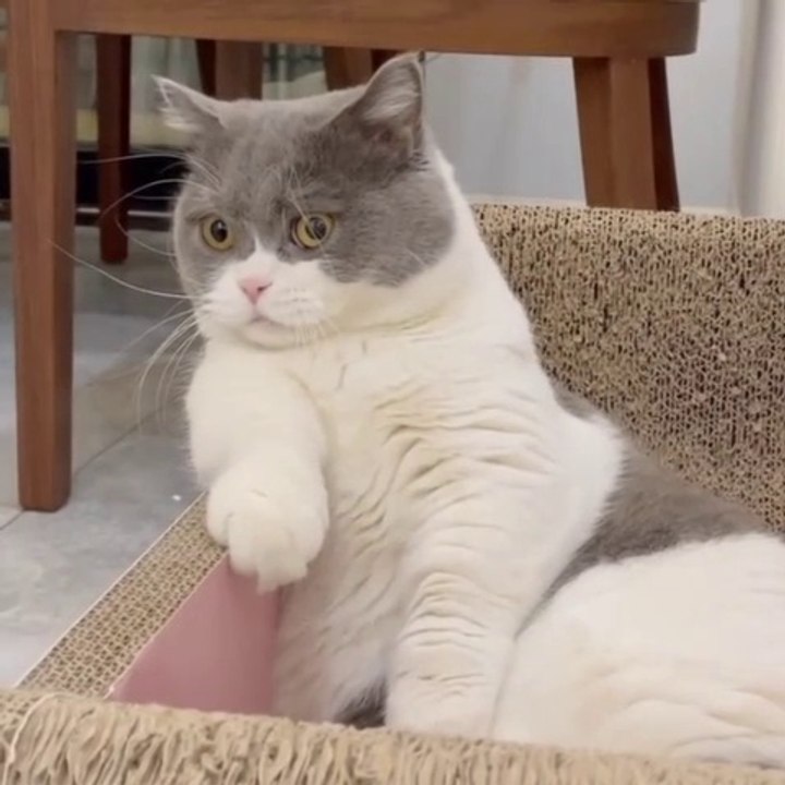 Why Cats Sleep So Much | My cat's favorite sleeping position