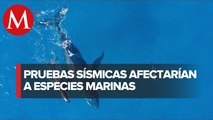 Piden a EU permiso para pruebas sísmicas en Guerrero que afectarán 30 especies marinas