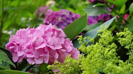 Invincibelle Limetta Smooth Hydrangea Produces Pretty Green Blooms