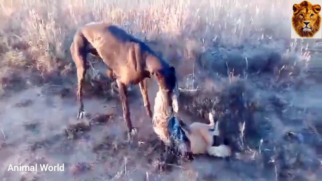 A dramatic battle between the deer and the lion comes to resolve the conflict and disputes between the animals to impose influence 0